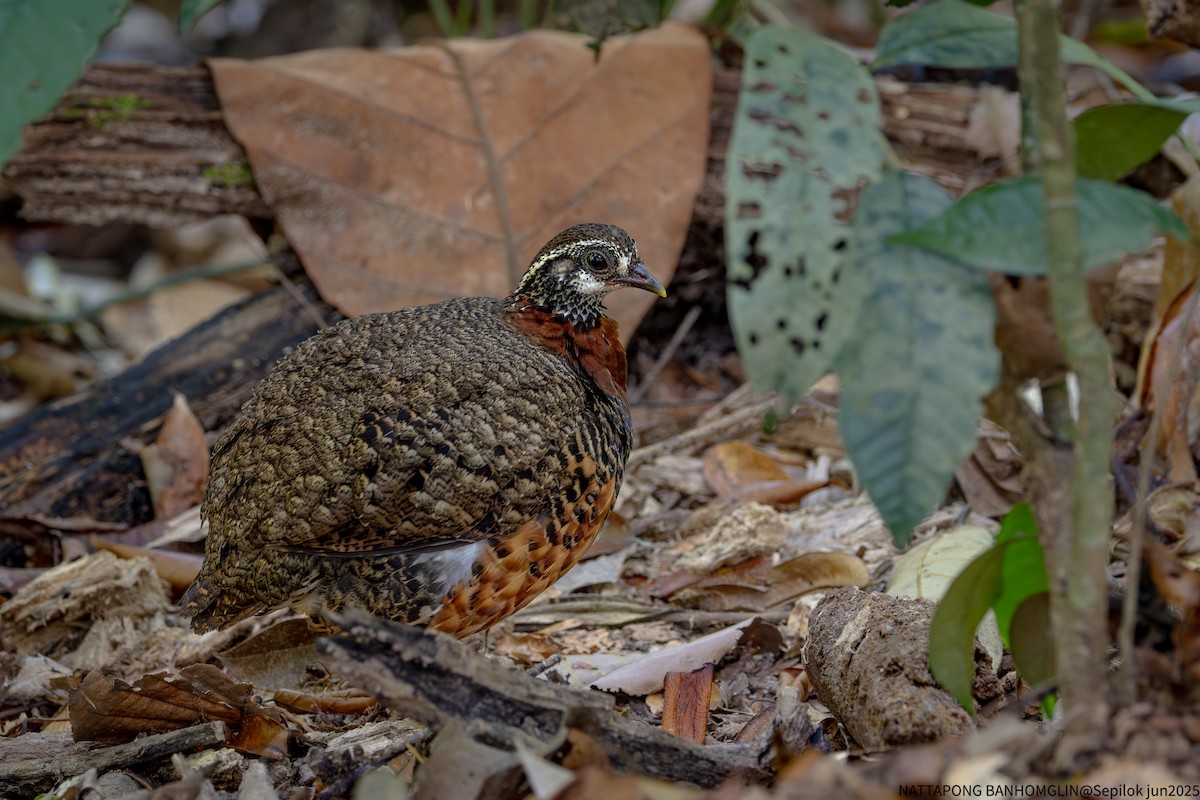 Sabah Partridge - ML639406954