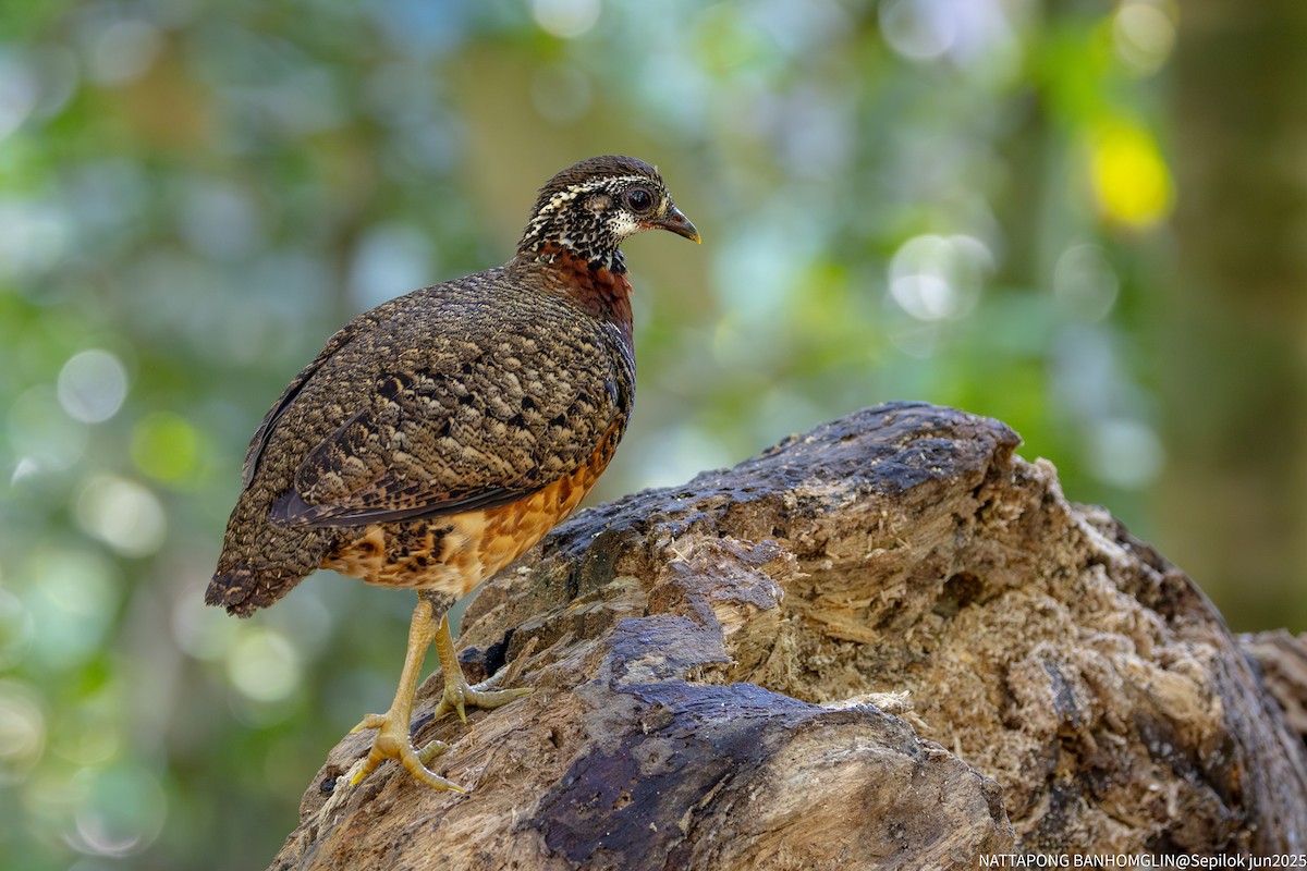 Sabah Partridge - ML639406955