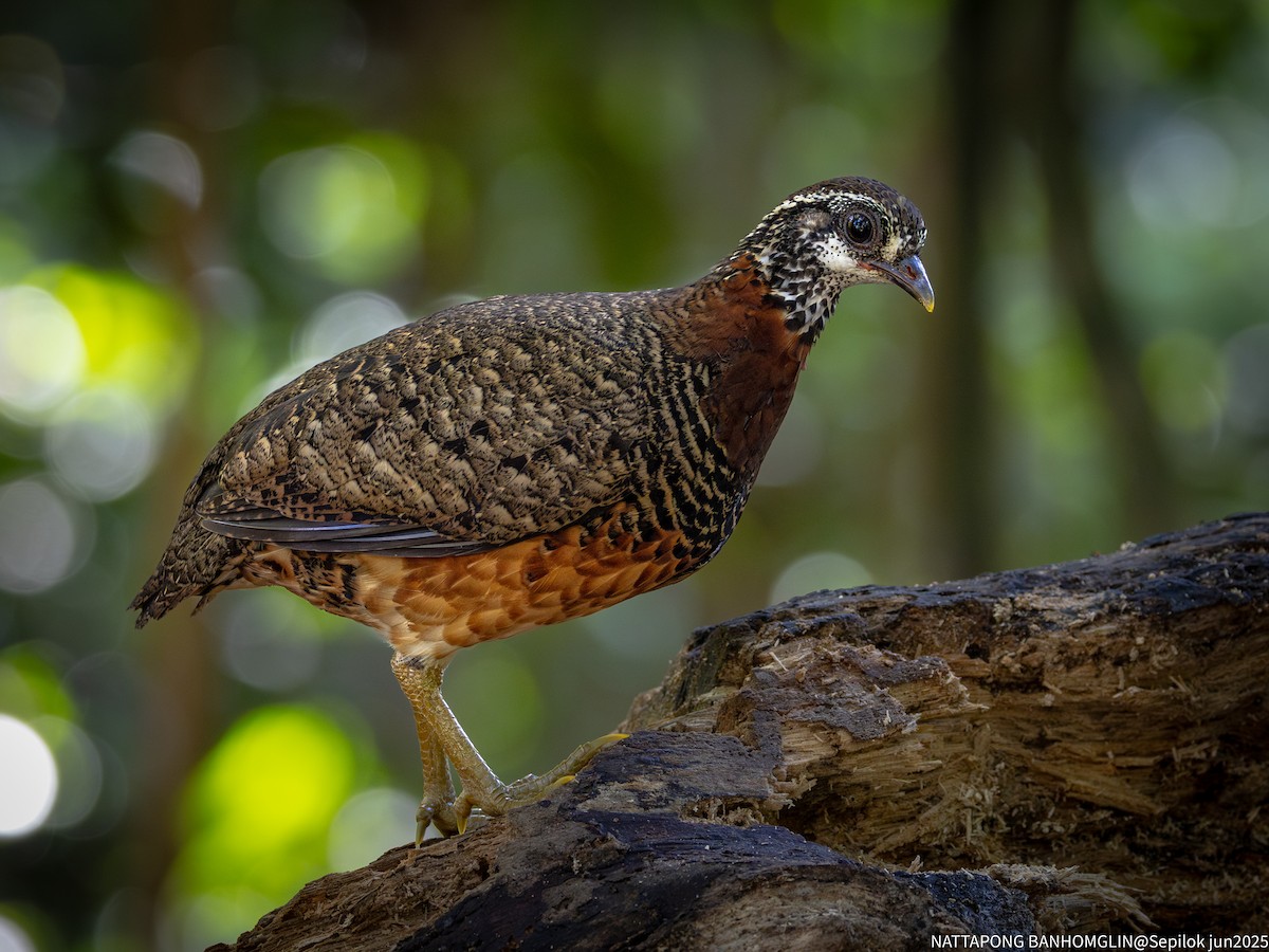 Sabah Partridge - ML639406956