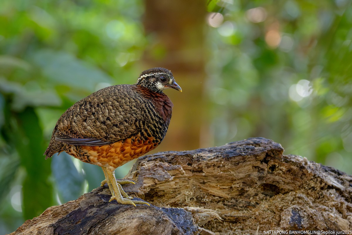 Sabah Partridge - ML639406957