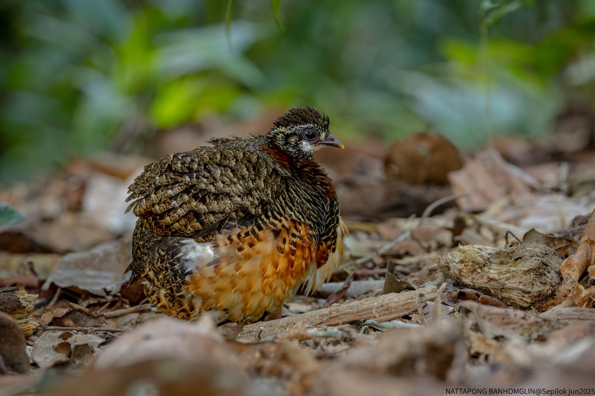 Sabah Partridge - ML639406958
