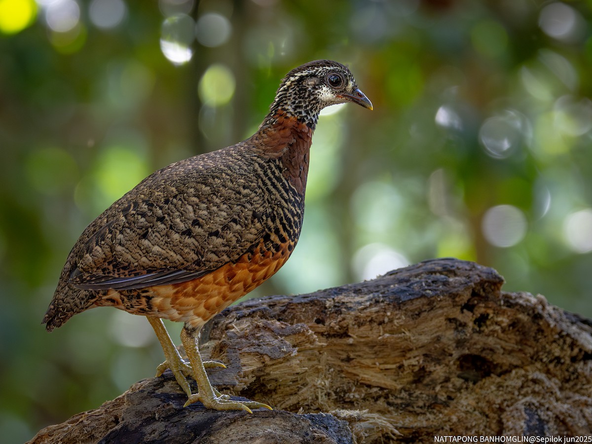 Sabah Partridge - ML639406959