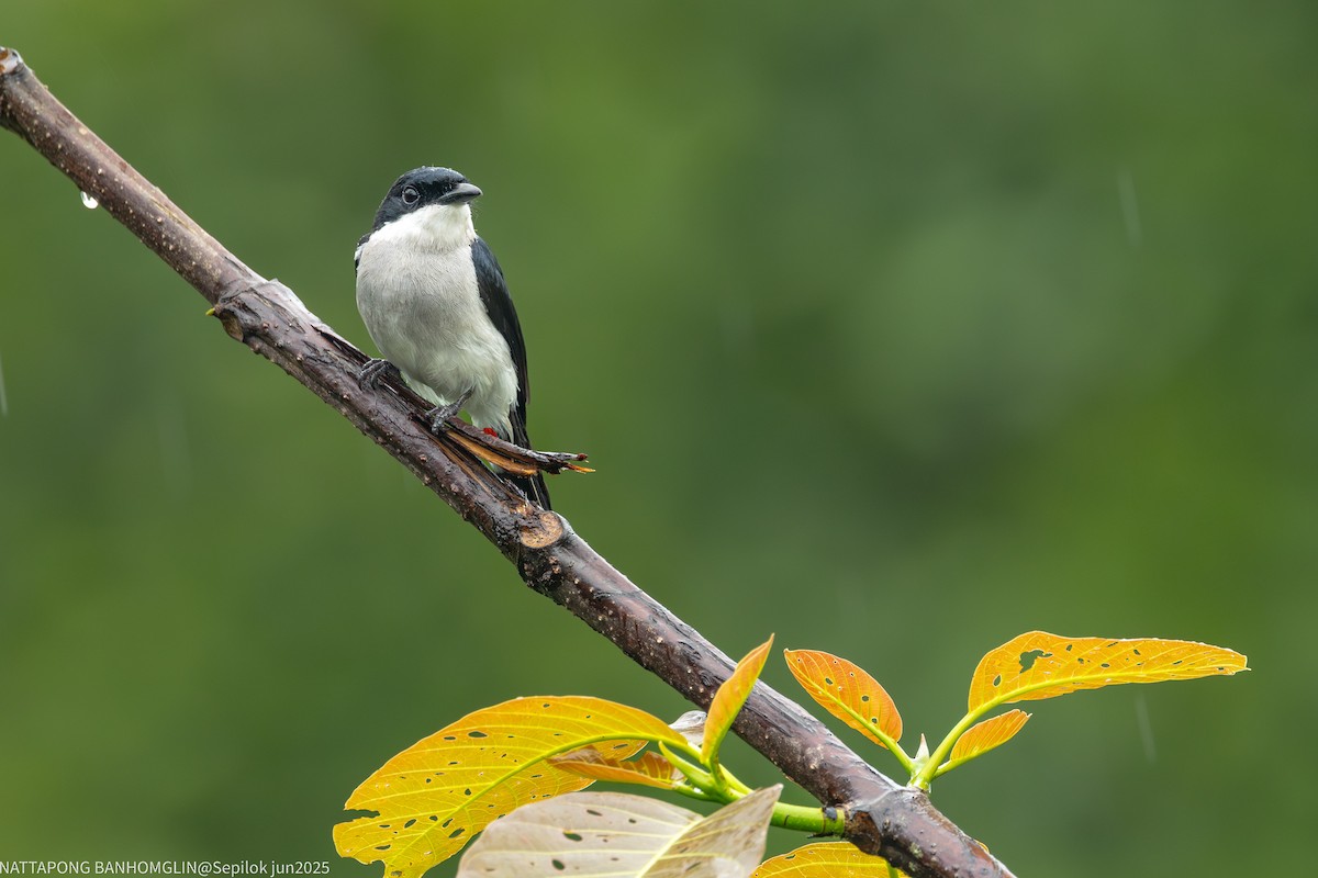 Black-winged Flycatcher-shrike - ML639406980