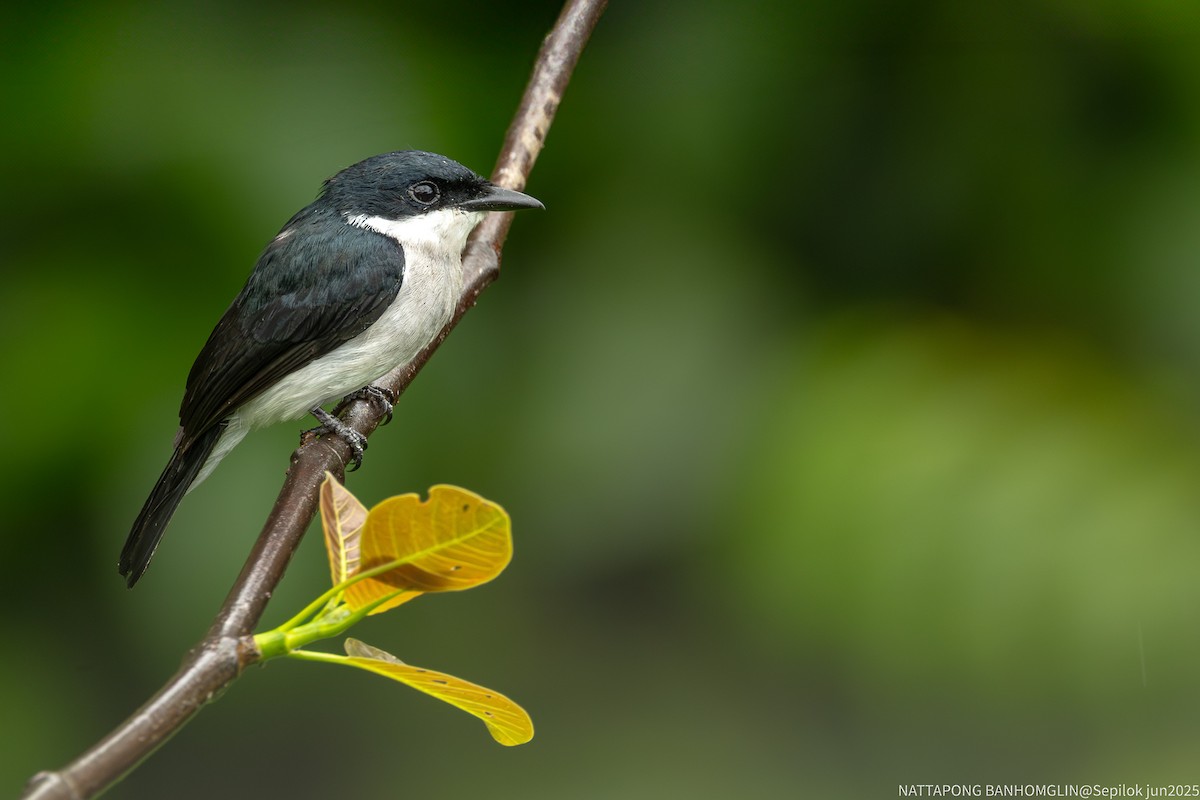 Black-winged Flycatcher-shrike - ML639406981