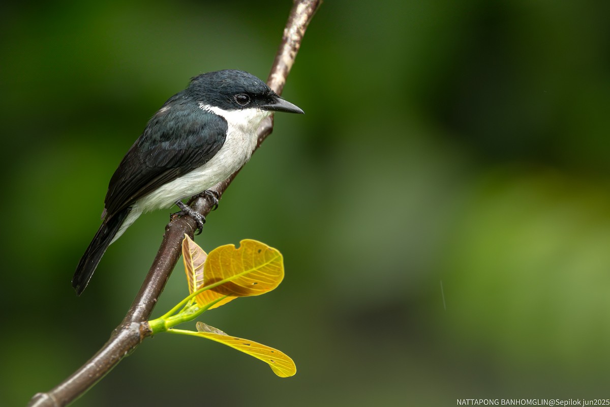 Black-winged Flycatcher-shrike - ML639406982