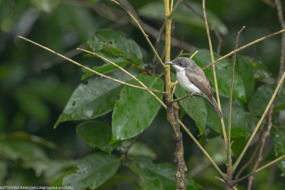 Black-winged Flycatcher-shrike - ML639406983