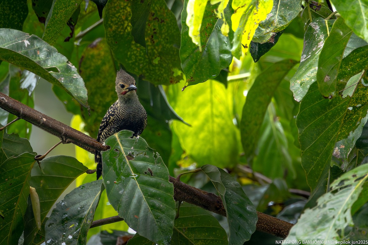 Buff-rumped Woodpecker - ML639406984