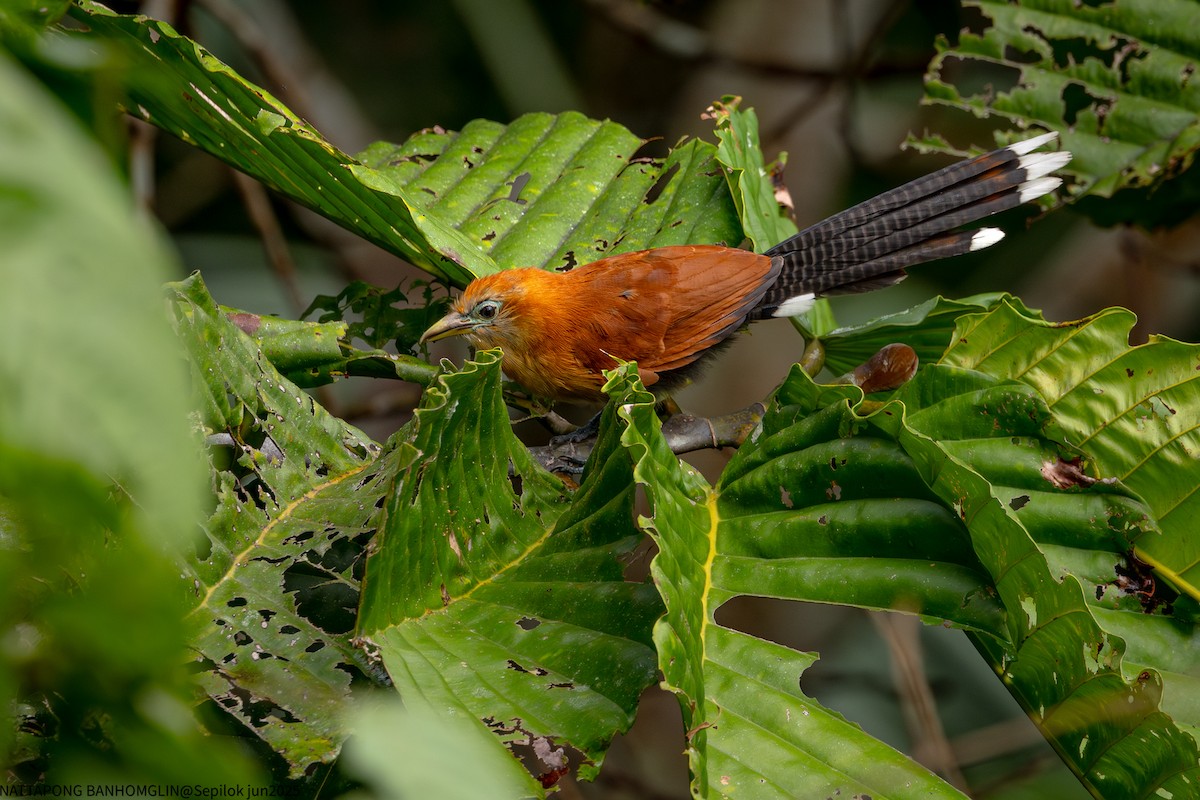 Raffles's Malkoha - ML639406988