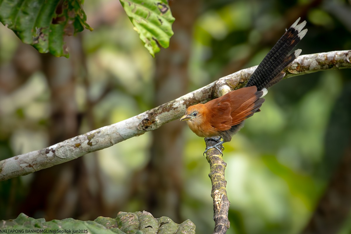 Raffles's Malkoha - ML639406989