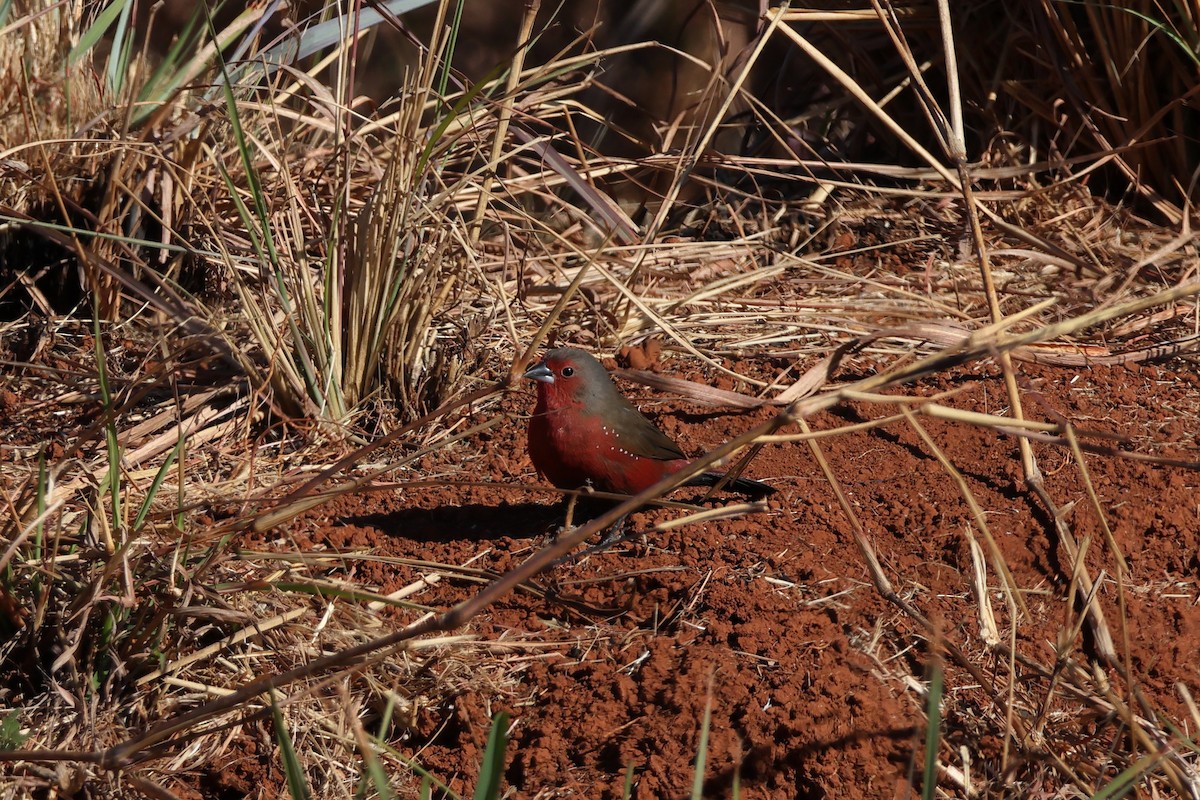 African Firefinch - ML639407002