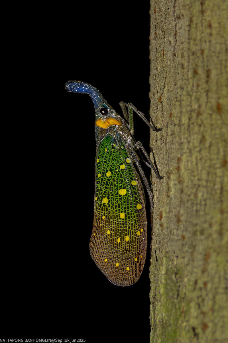 Animals - ML639407013