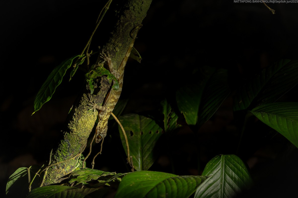 Animals - ML639407014