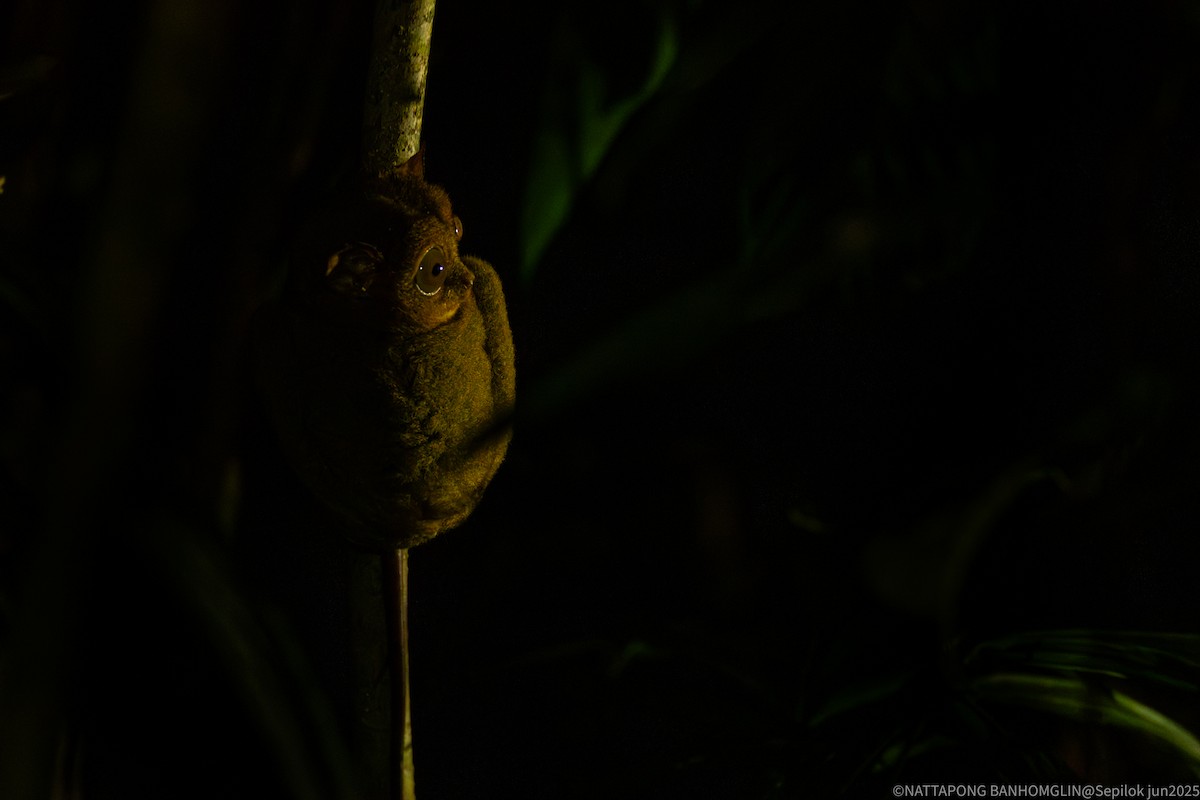 Animals - ML639407015