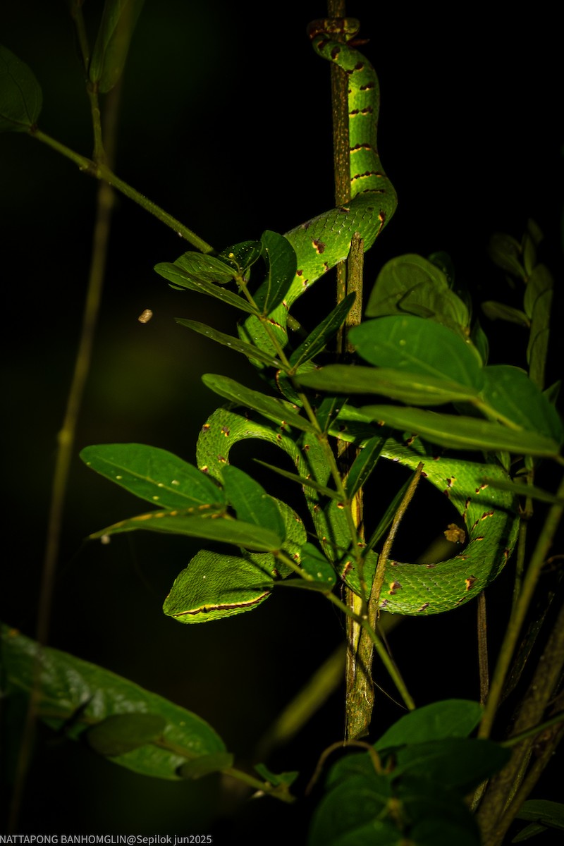 Animals - ML639407016