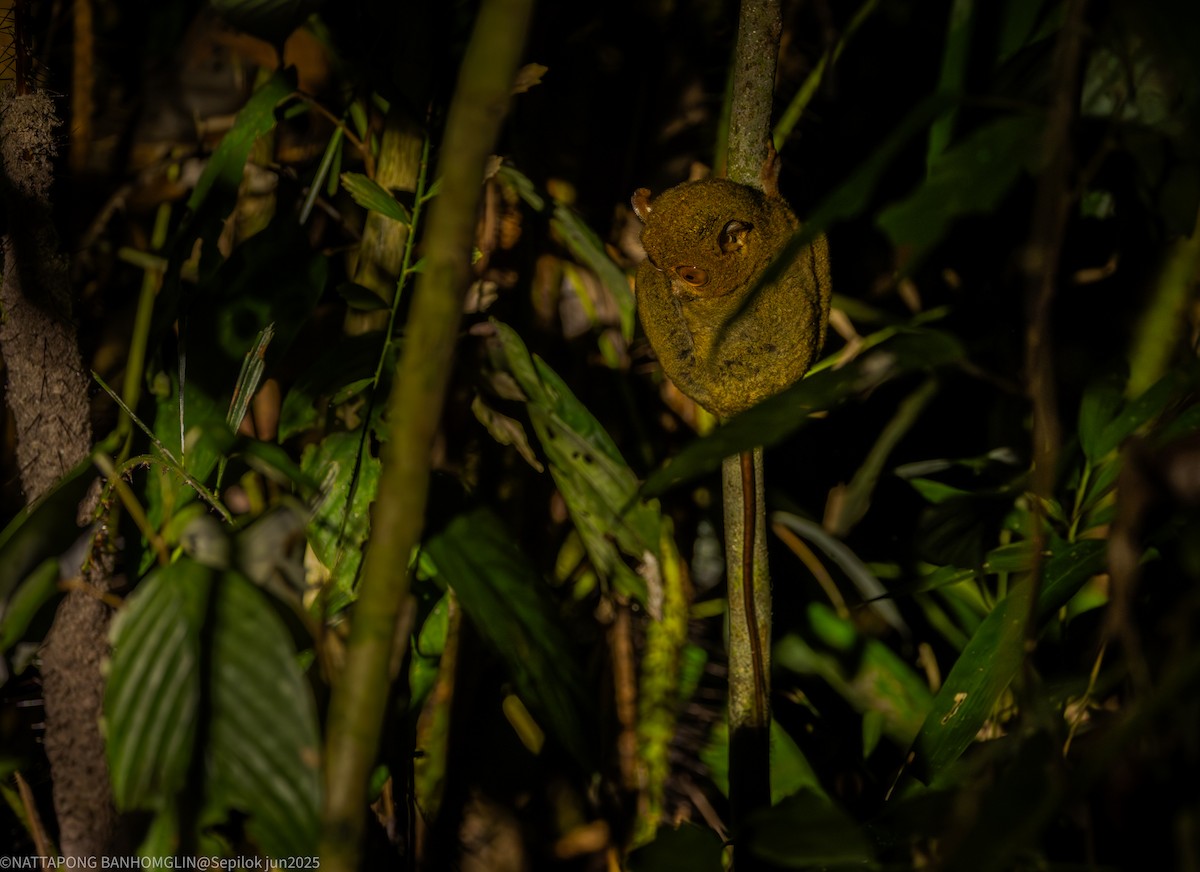 Animals - ML639407017