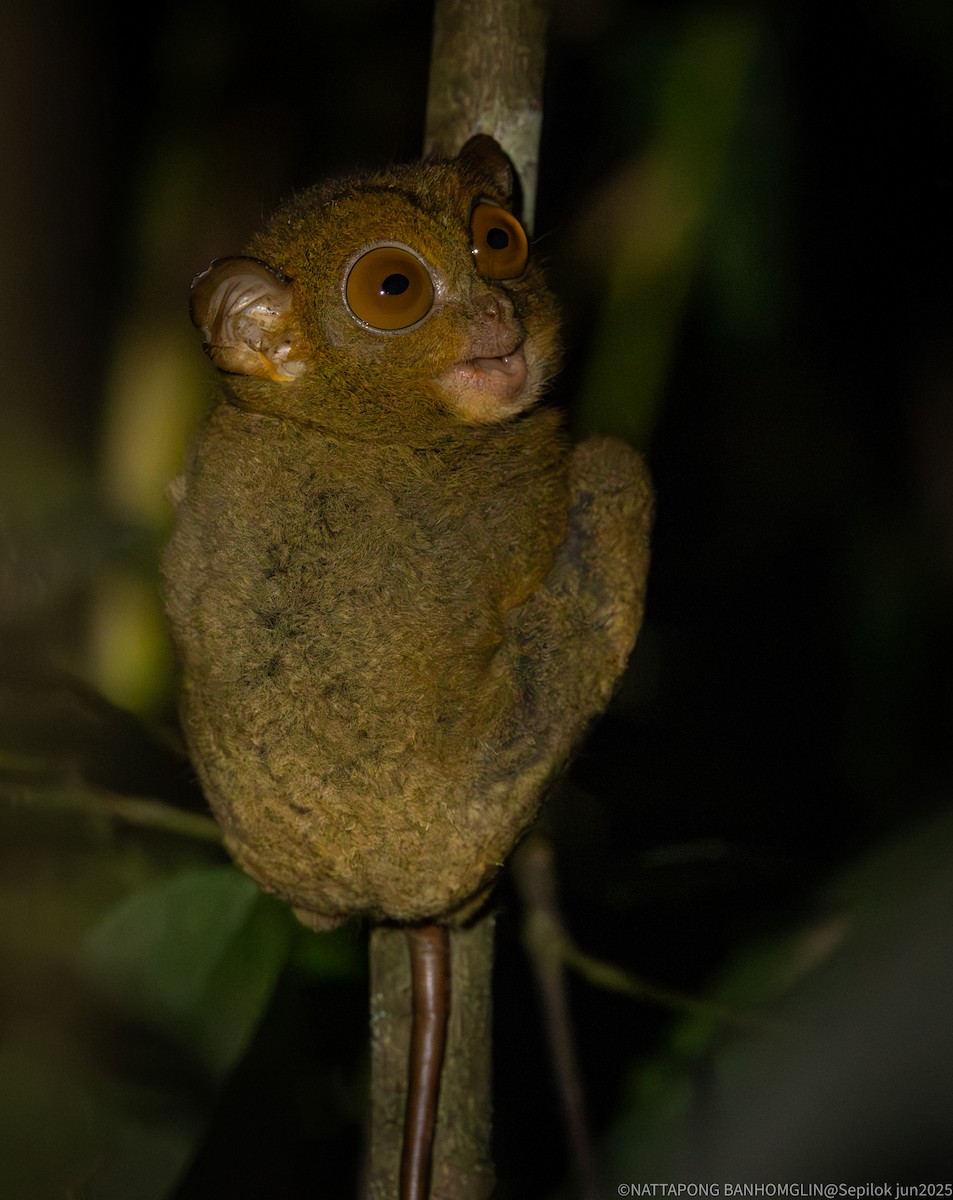 Animals - ML639407018