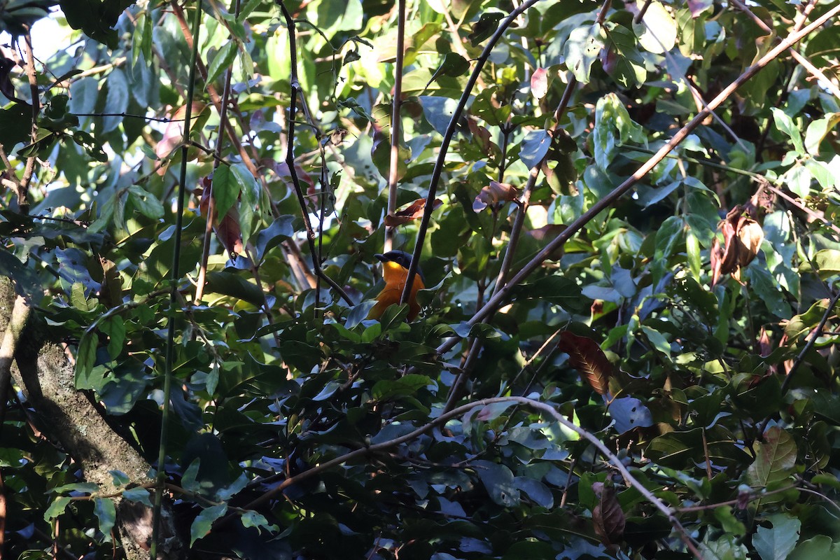 Black-fronted Bushshrike - ML639407131