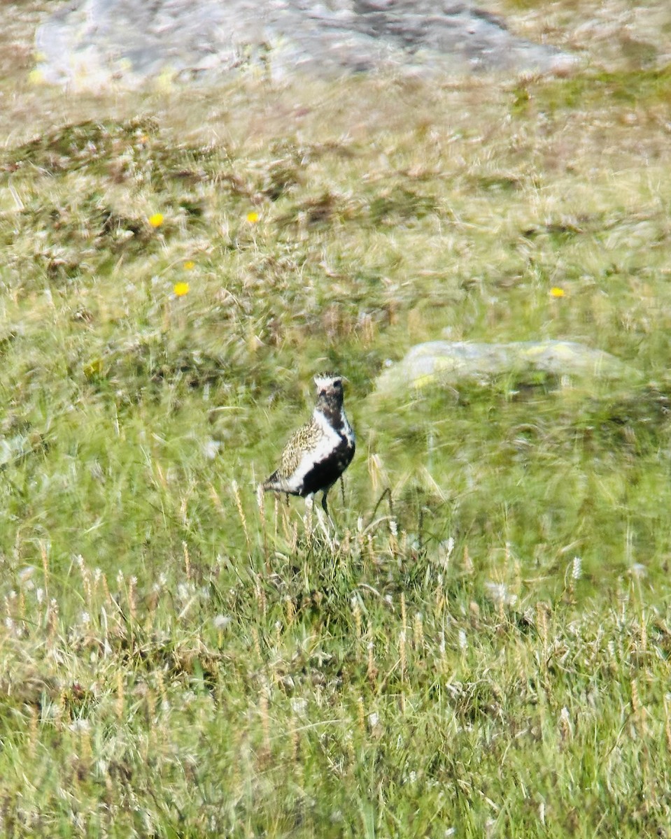 kulík zlatý - ML639407156