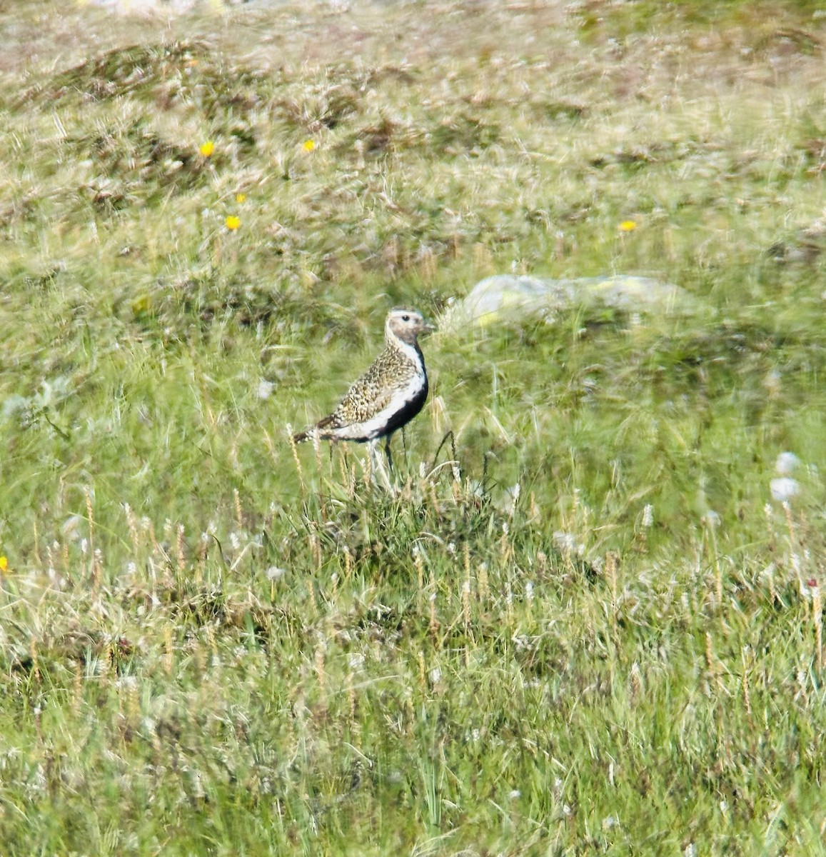 kulík zlatý - ML639407157