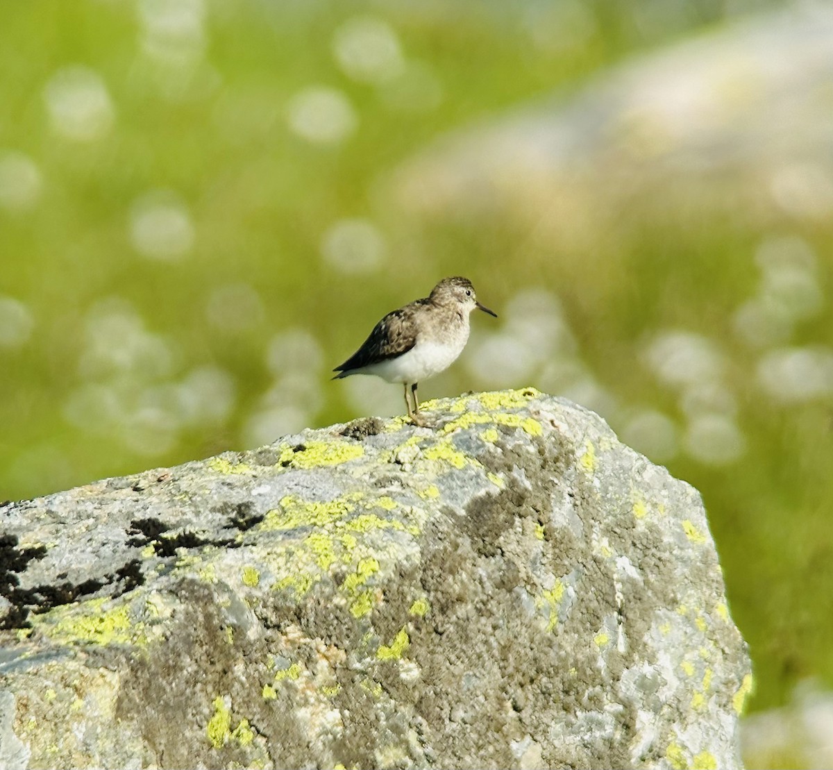 jespák šedý - ML639407163