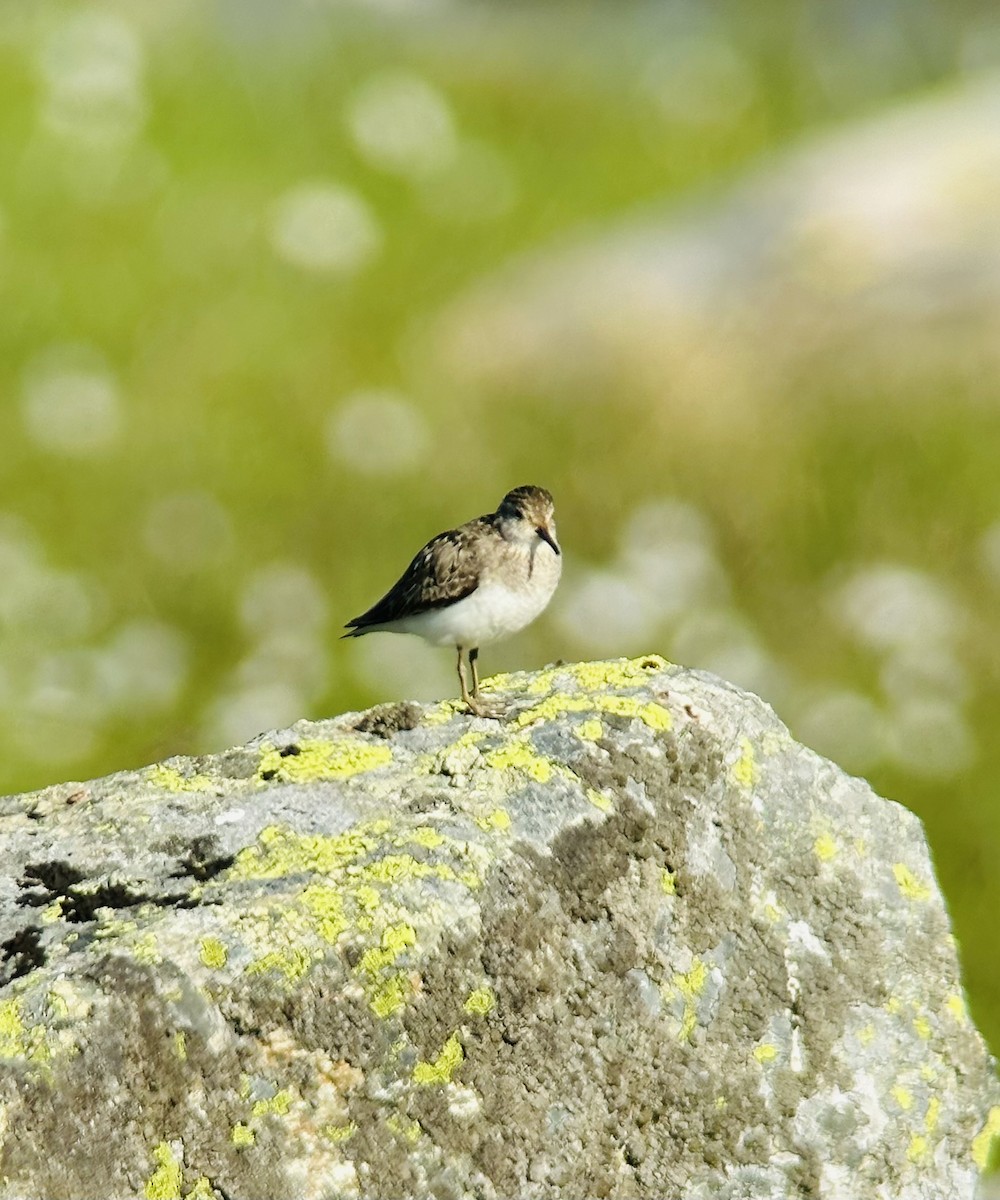 jespák šedý - ML639407164