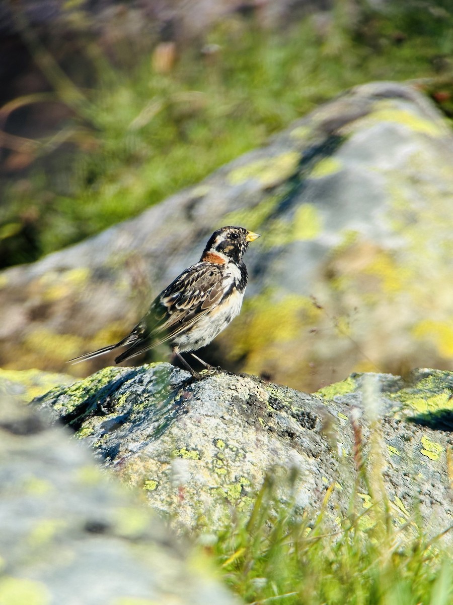 ostružka severní - ML639407169