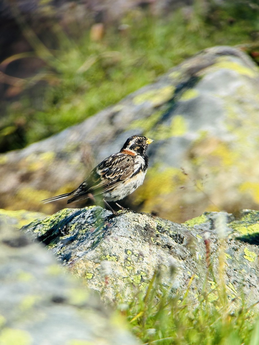 ostružka severní - ML639407170