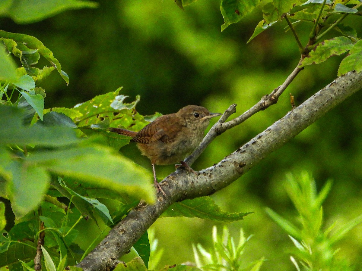 Northern House Wren - ML639407177