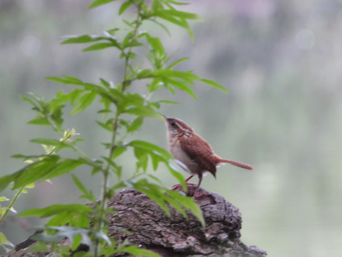 Carolina Wren - ML639407192