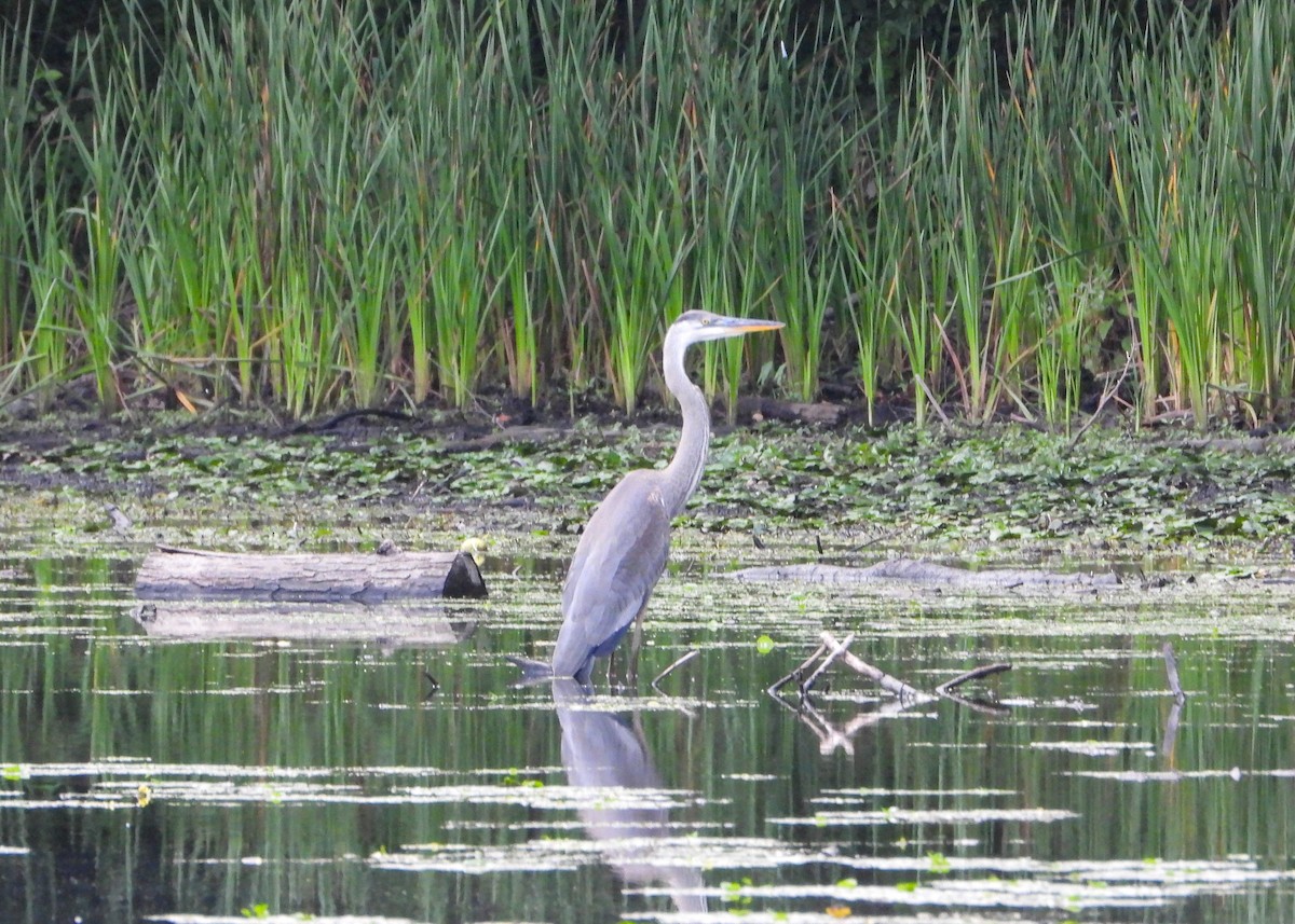 Great Blue Heron - ML639407236