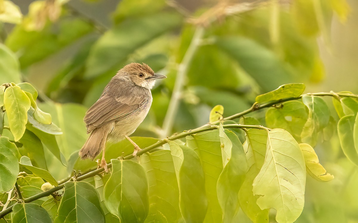 Bubbling Cisticola - ML639407245