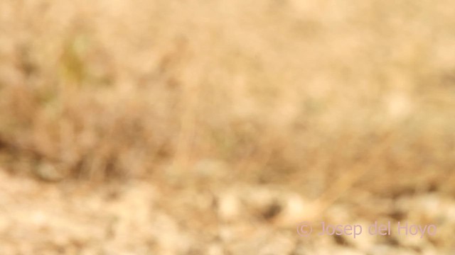 European Roller - ML639407247