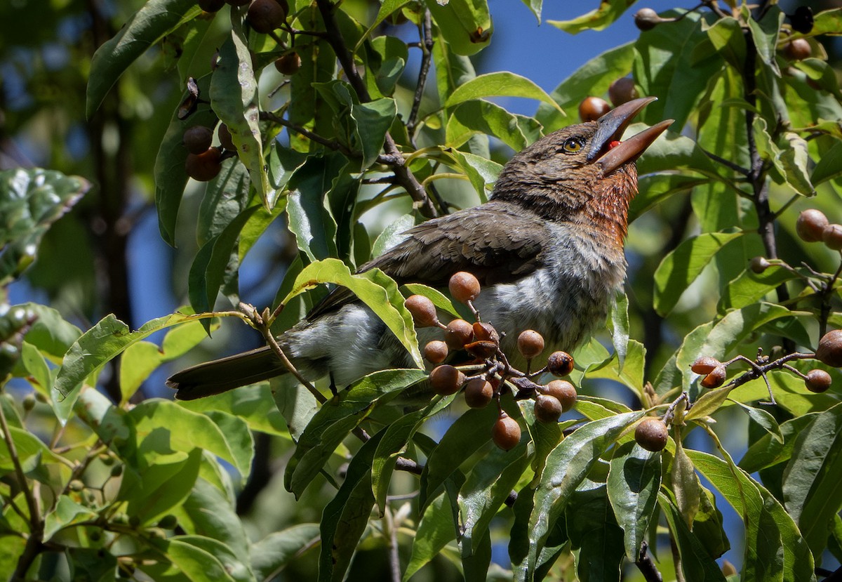 Brown Barbet - ML639407291