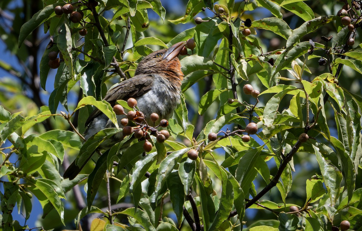 Brown Barbet - ML639407292