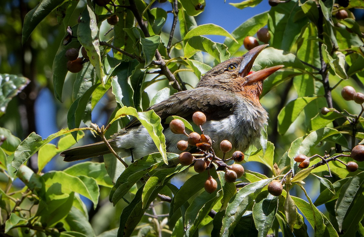 Brown Barbet - ML639407293