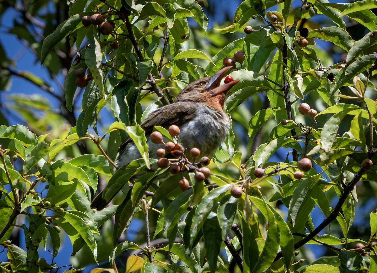 Brown Barbet - ML639407295