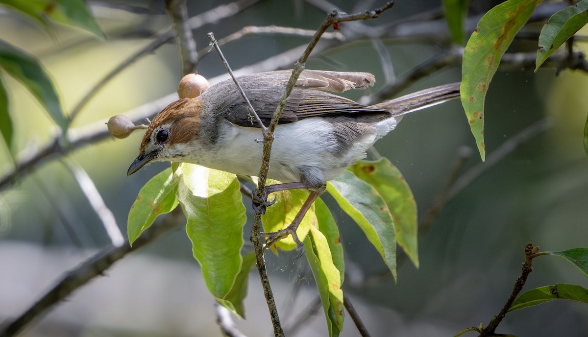 Chestnut-crested Yuhina - ML639407303