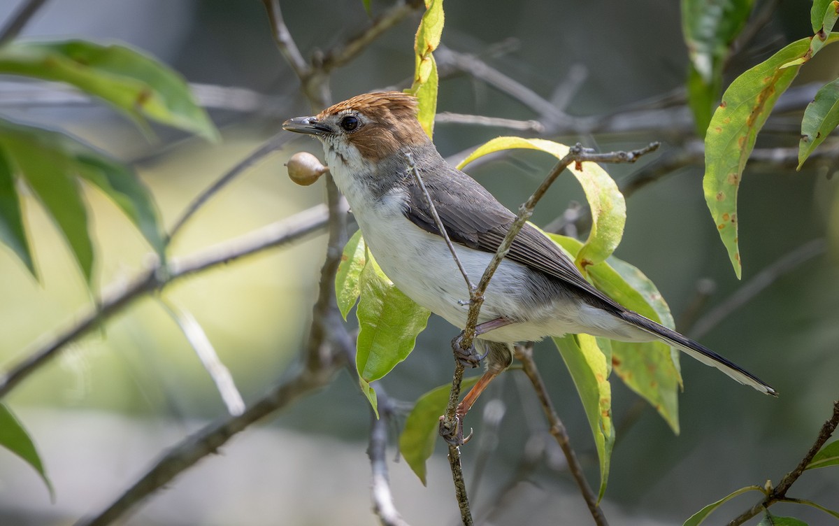 Chestnut-crested Yuhina - ML639407304