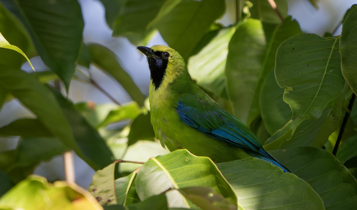 Borneoblattvogel - ML639407362