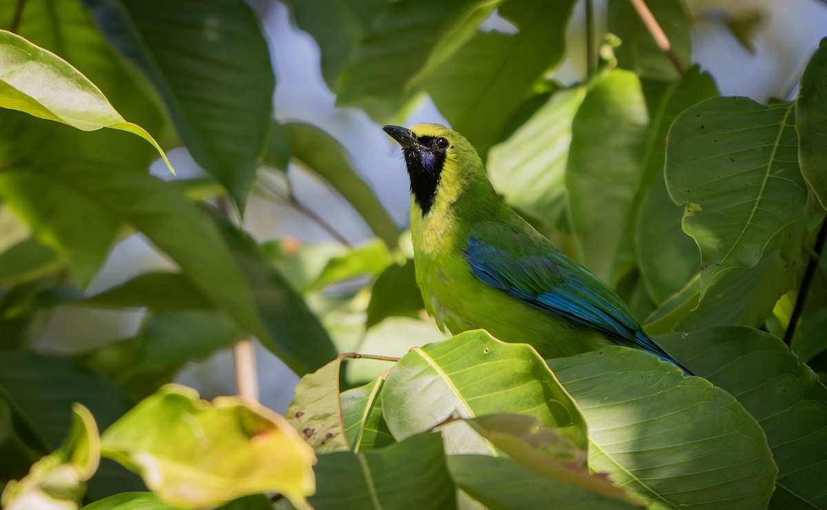 Borneoblattvogel - ML639407364