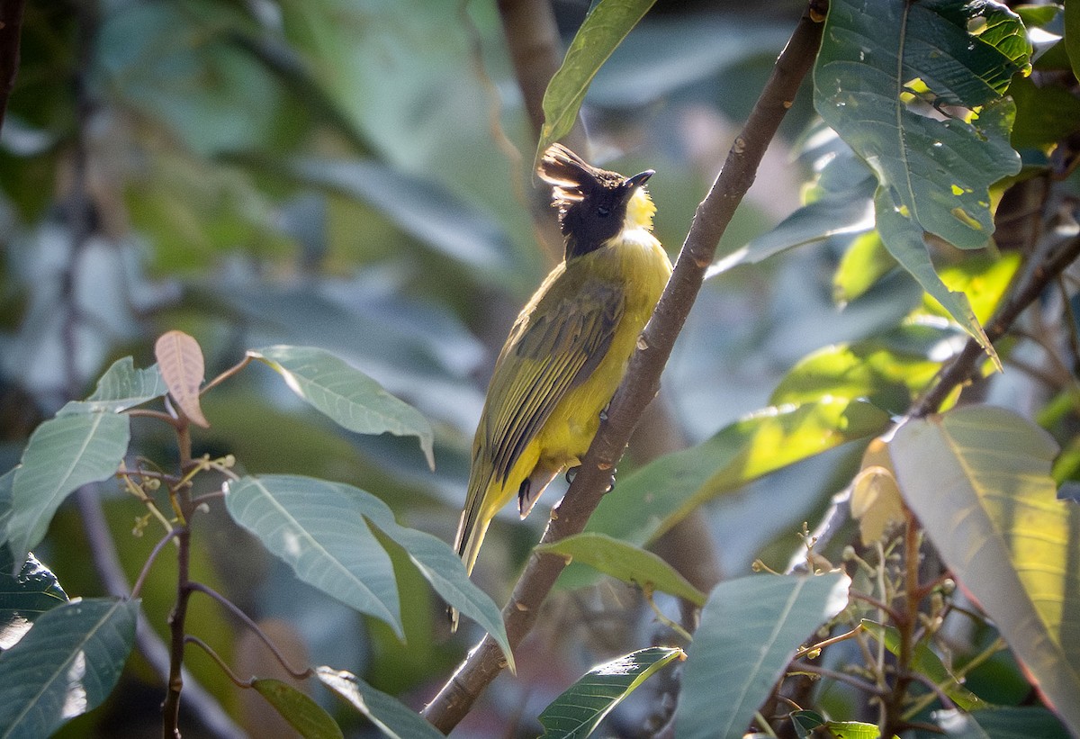 Bornean Bulbul - ML639407391