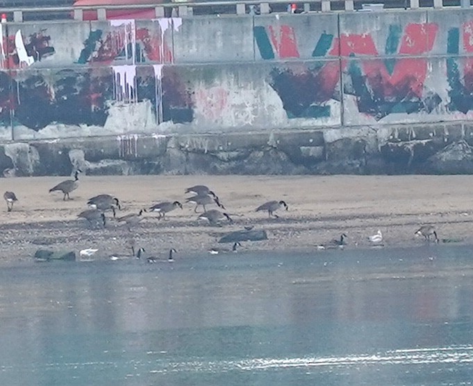Canada Goose - ML639407448