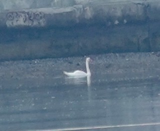 Mute Swan - ML639407449