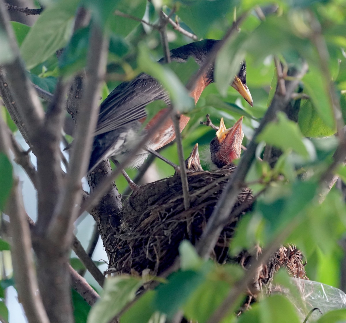 Zozo papargorria - ML639407460