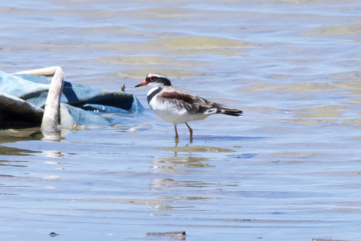 Black-fronted Dotterel - ML639407481