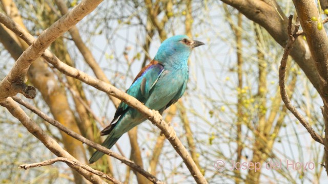 European Roller - ML639407527