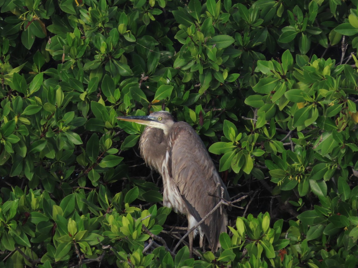 Great Blue Heron - ML639407540