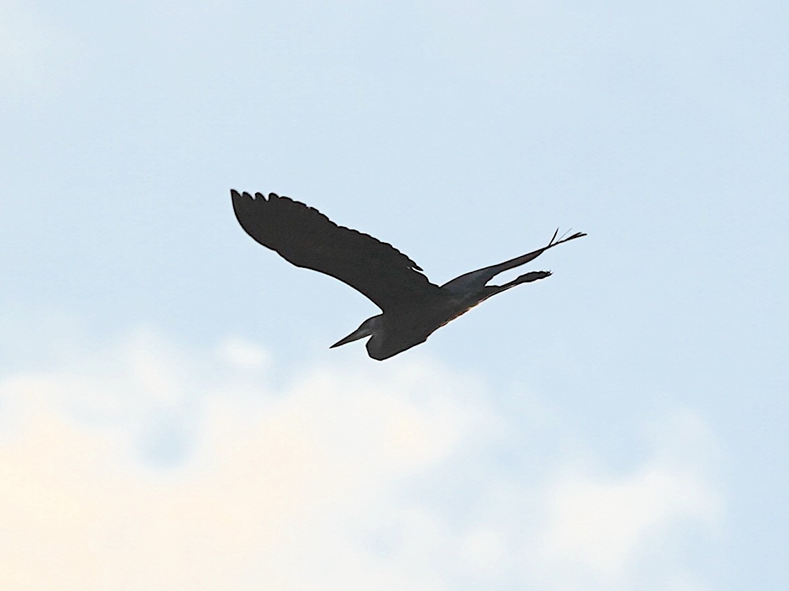 Great Blue Heron - ML639407542