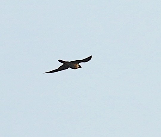 American Kestrel - ML639407543