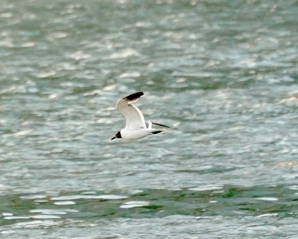 Laughing Gull - ML639407544